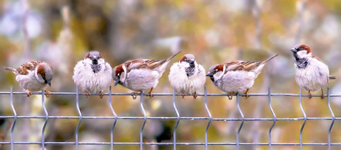 A flock of sparrows sitting on a wire fence.