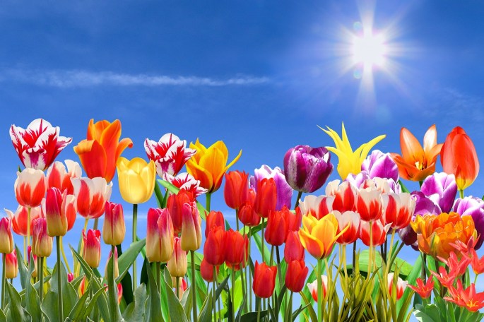 Field of colourful tulips with a clear blue sky and shining sun.