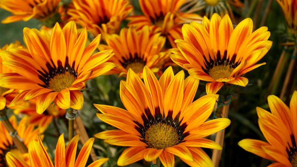 A close up of orange and yellow flowers blooming, that are similar to large daisies.
