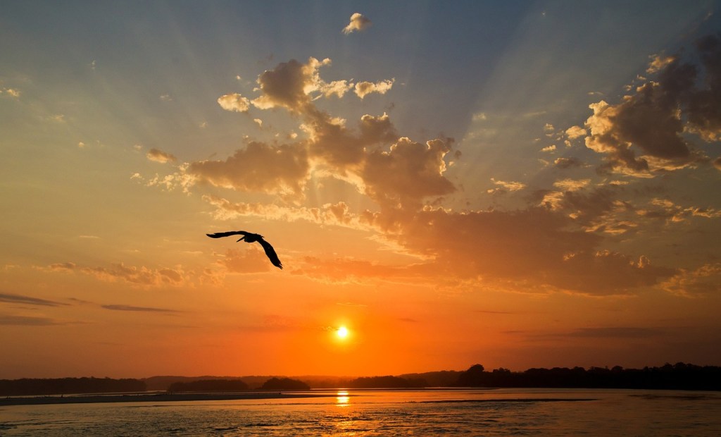 A sunrise shining out over the ocean with the silhouette of a seagull flying toward the viewer, high above the ocean. The sky is bright orange and the sun a yellow orb. There are clouds, lit orange and yellow by the sun.