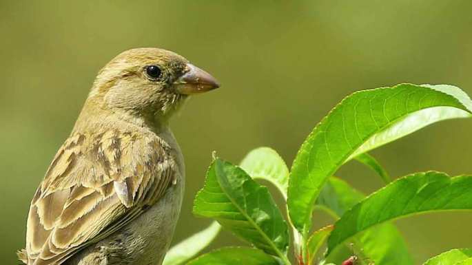 The profile of a wren's head and wing. The wren is looking back at the viewer.