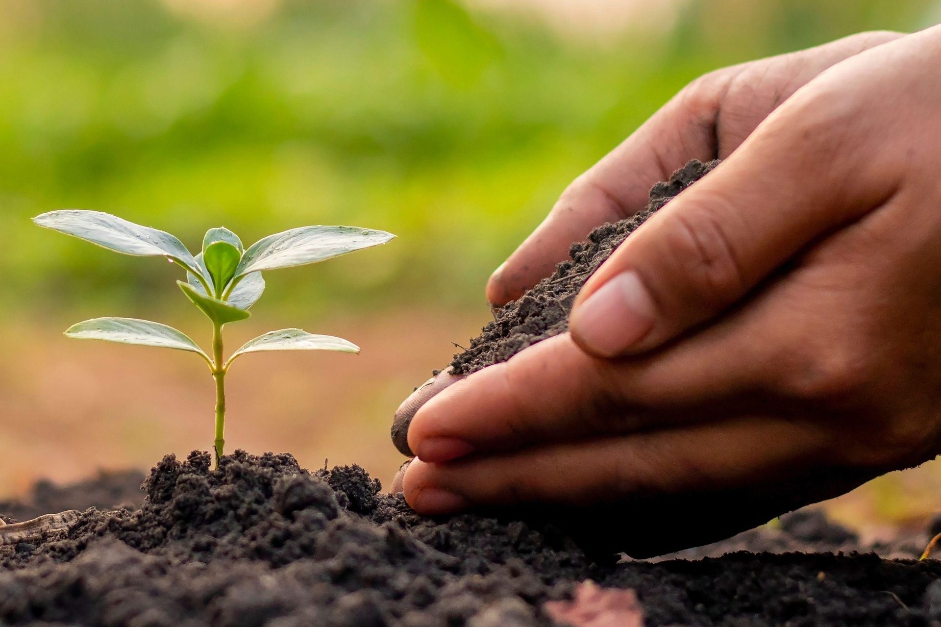 A small green seedling is sprouting straight up, out of some loose, rich soil. A person's cupped hands are outstretched toward the seedling, holding some soil. It looks like the person will tip their hands and place the soil at the base of the seedling, as they are just finishing planting it.